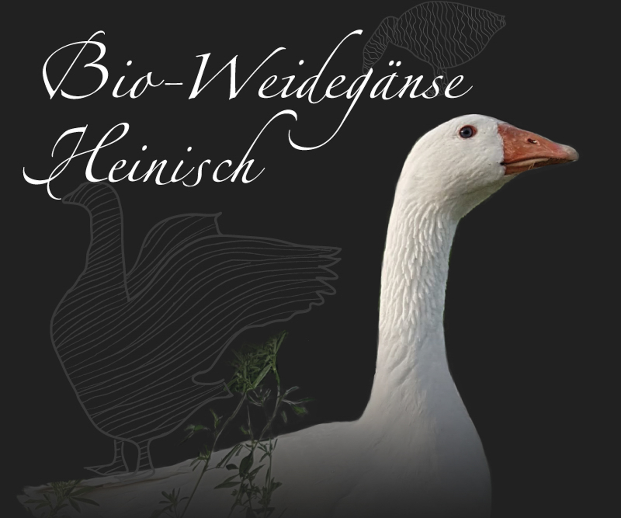 Bio-Weidegans Heinisch